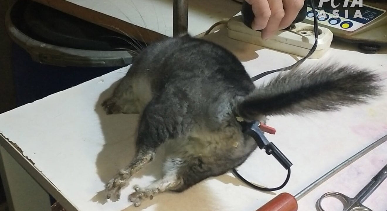 Chinchilla fuer Pelz getoetet