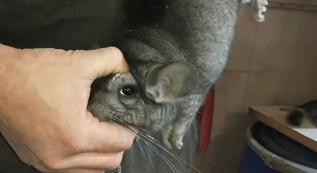 Chinchilla wird am kopfueber am Gesicht gepackt