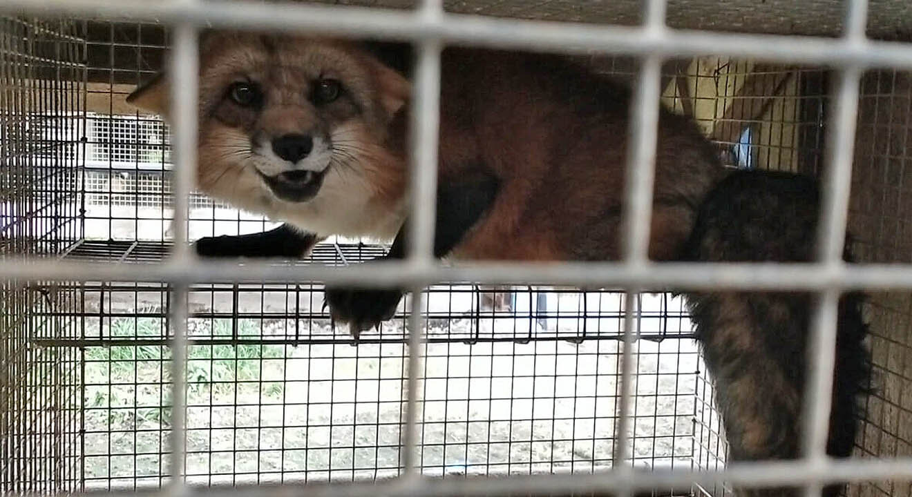 Fuchs im Kaefig