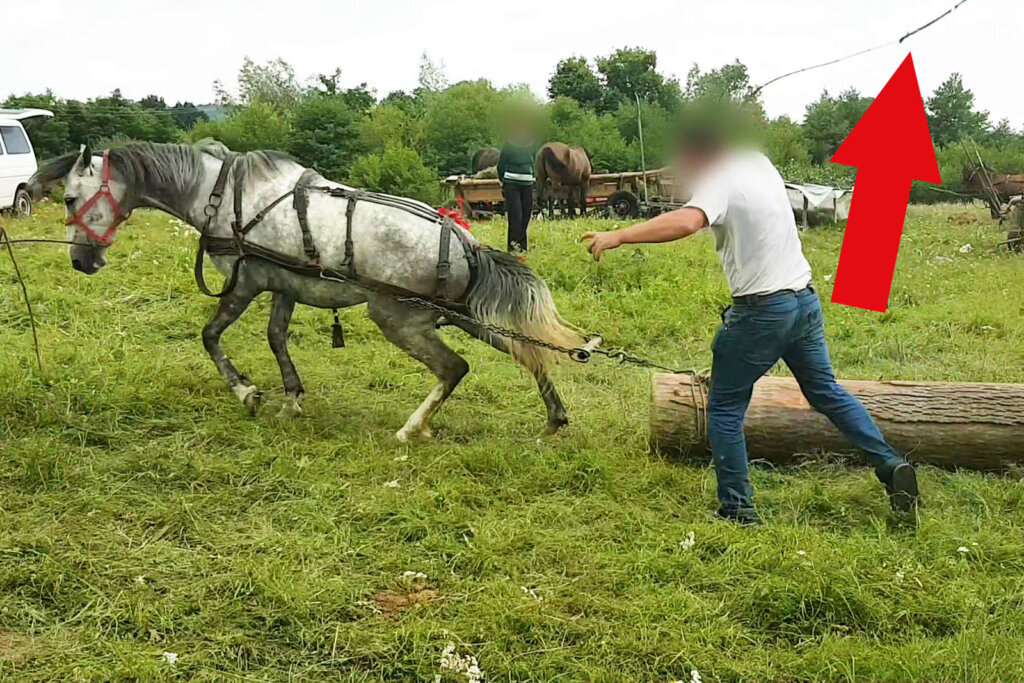 Mann schlaegt Pferd