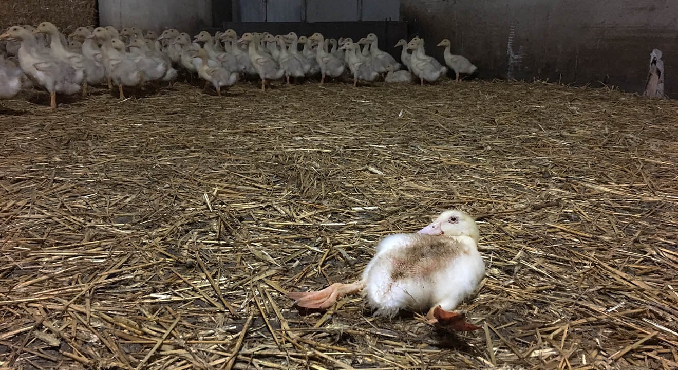 Verletzte Ente liegt im Stroh