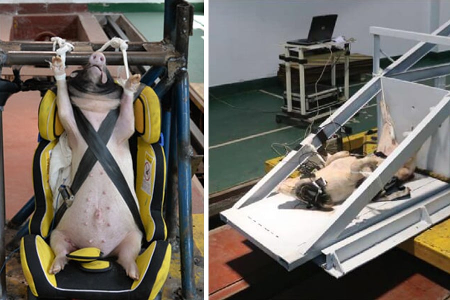 Diese Schweine werden in China für Crashtests missbraucht