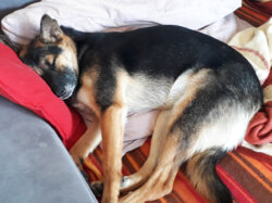 Hund Abi schlaeft im Bett