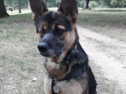 Hund Abi