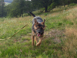 Hund Abi beim Spaziergang