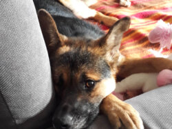 Hund Abi liegt auf der Couch