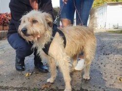 Hund steht vor zwei Personen