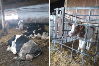 Thüringen: Rinder in ihren eigenen Exkrementen und eingesperrte Kälber