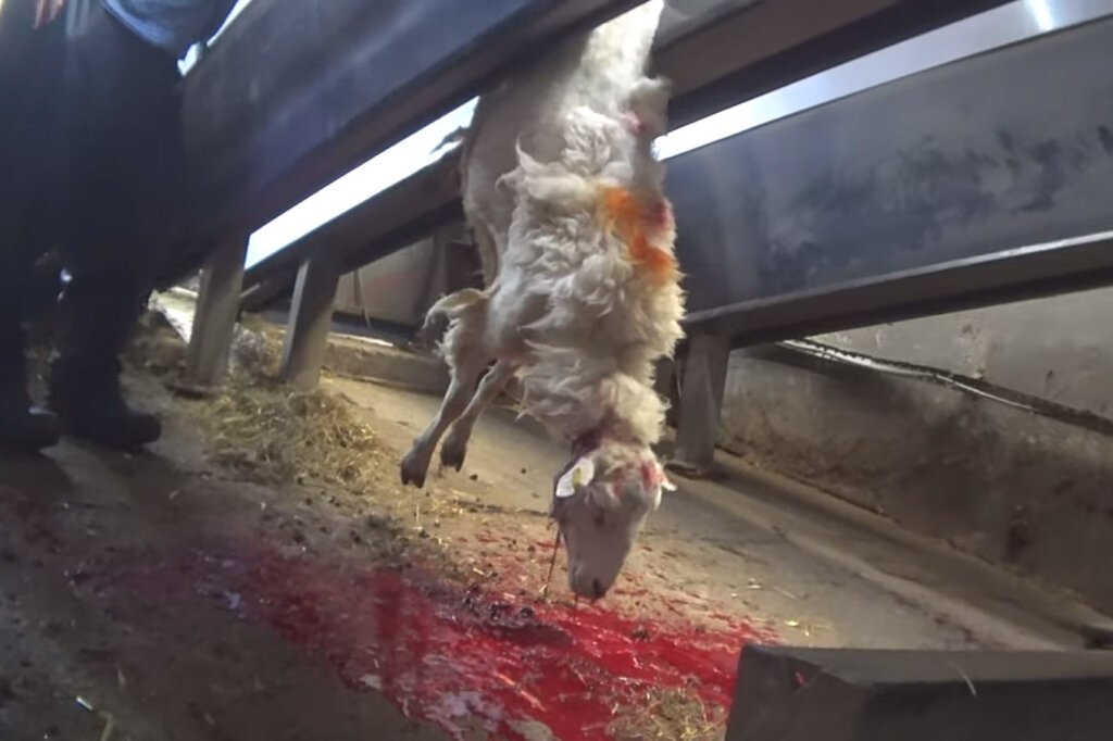 Gekoepftes Schaf