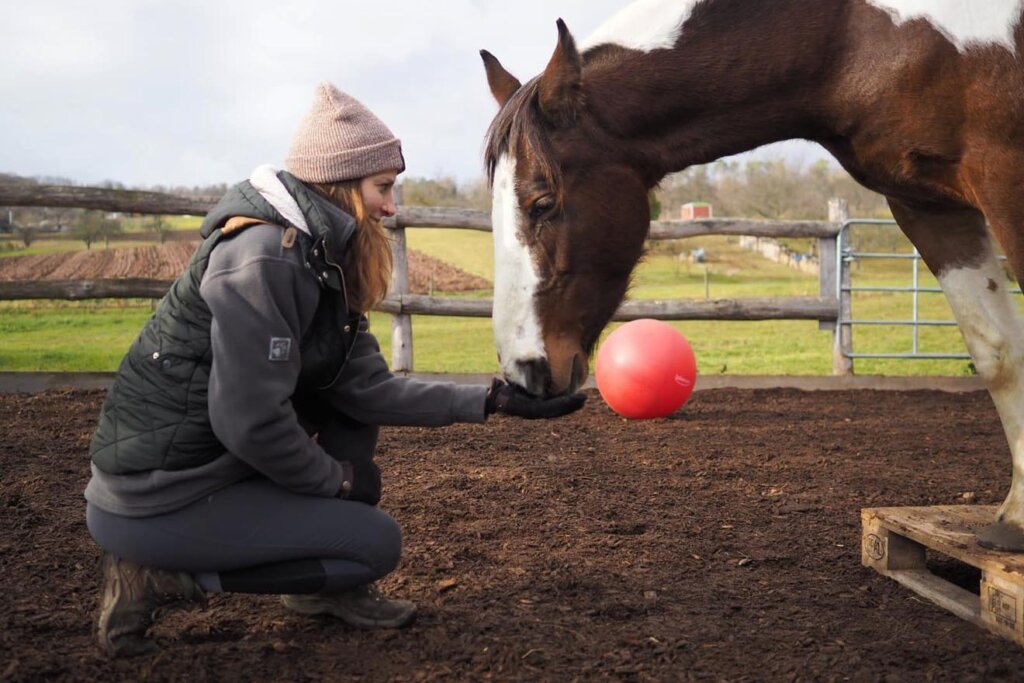person petting a horse