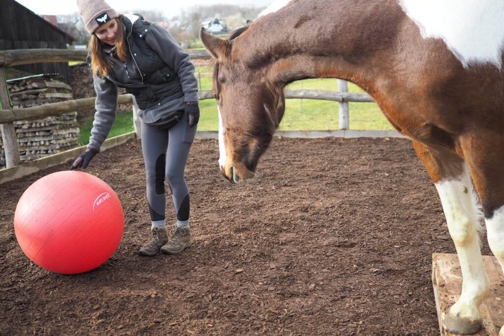 frau zeigt einem pferd einen großen Ball