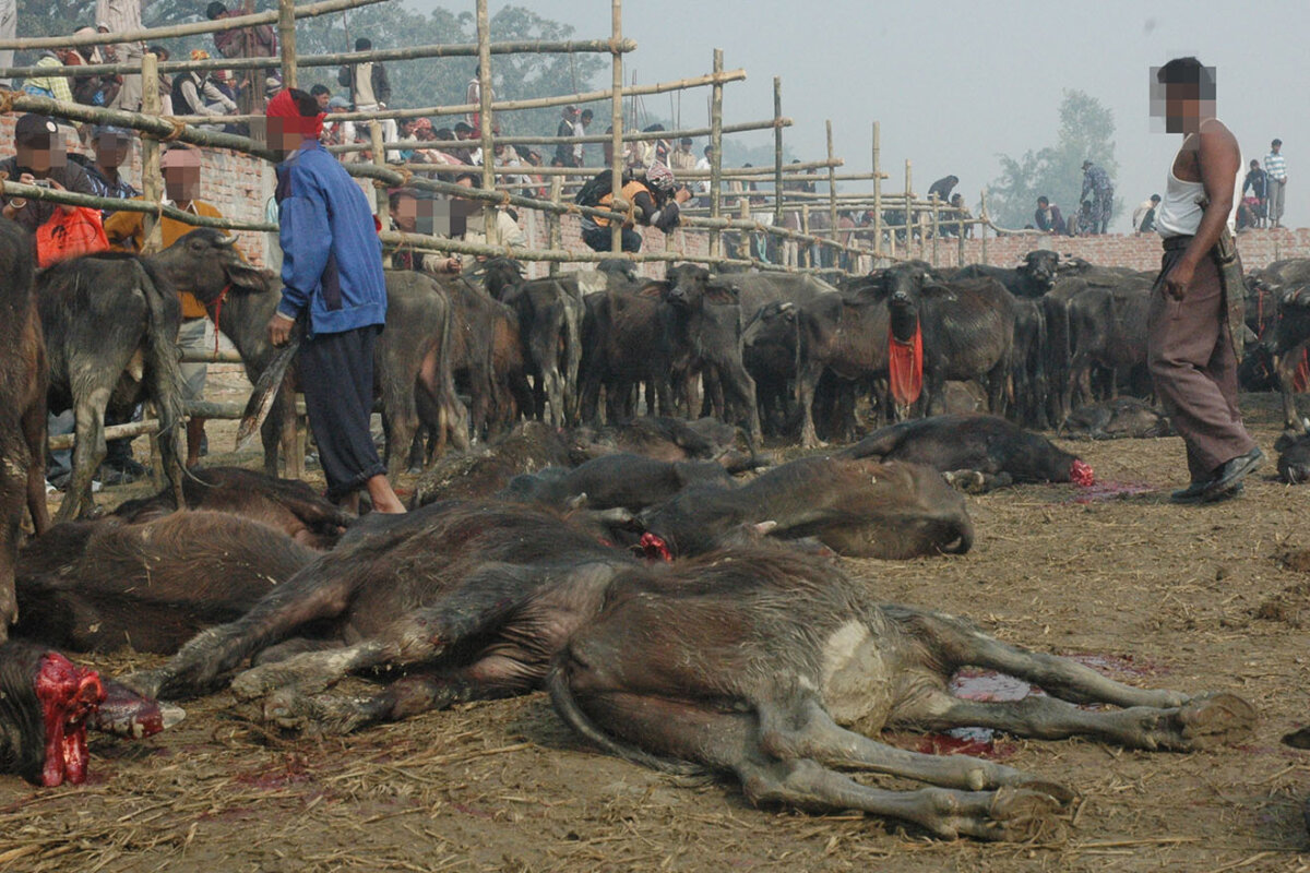 Gadhimai: Helfen Sie uns, das Tiermassaker in Nepal zu beenden!