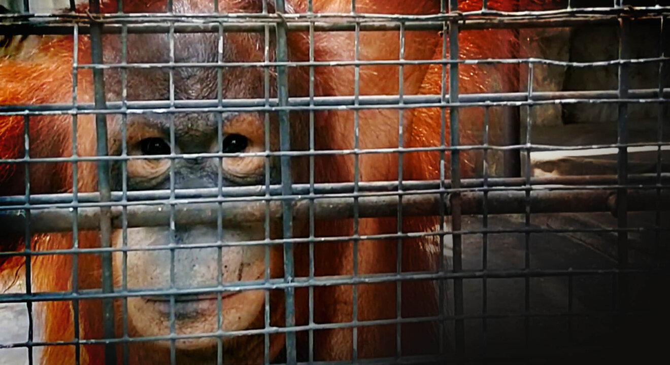 Orang-Utan im Zoogehege