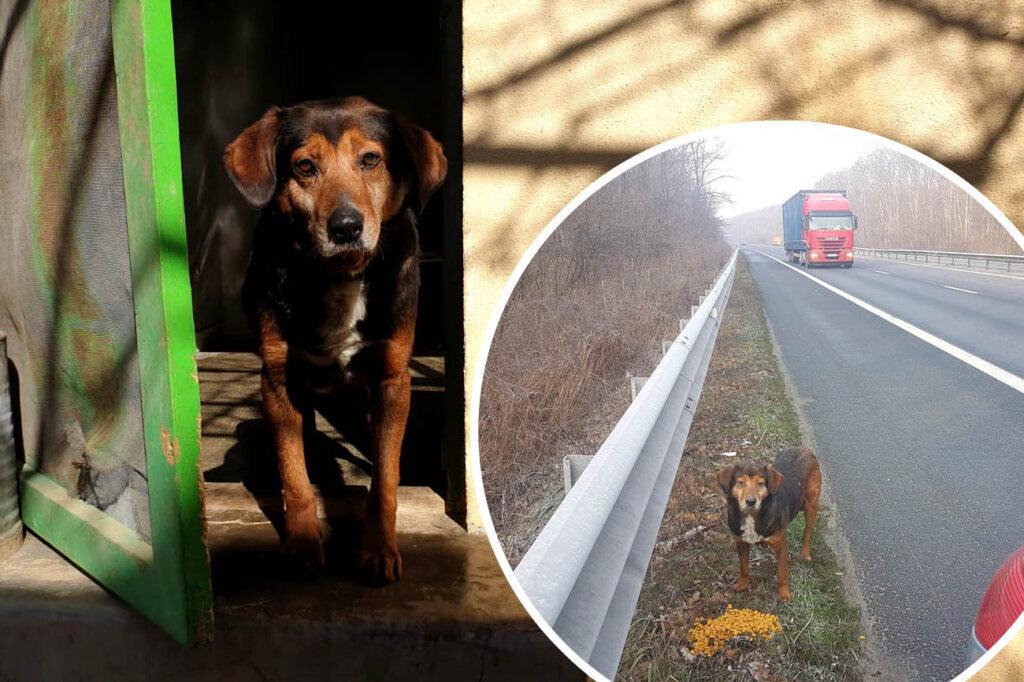 Hund Tony auf der Autobahn