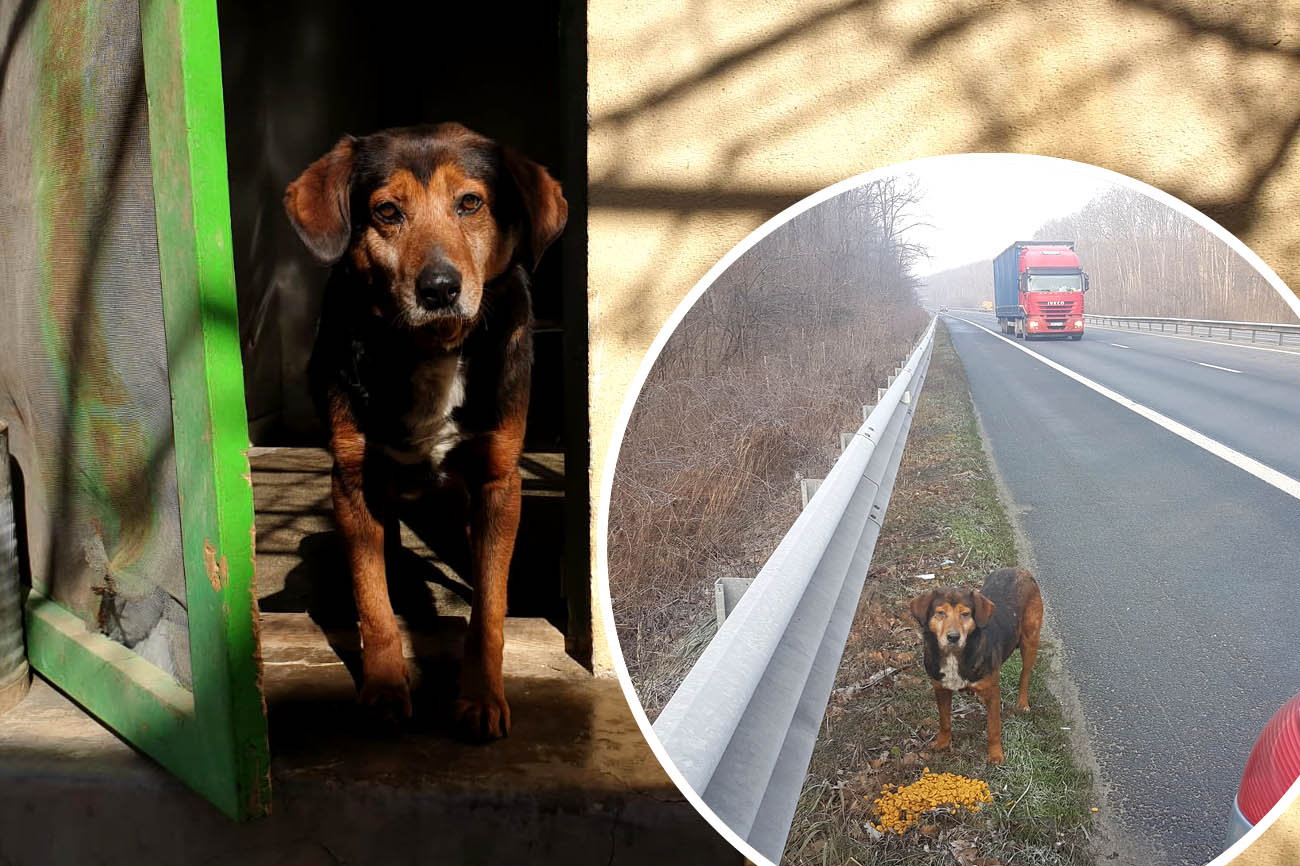 Tony – diesen Hund retteten wir von der Autobahn