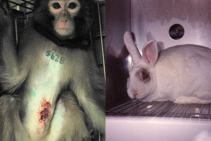 Entzug, Isolation und Leid: Das Leben der Tiere im Versuchslabor