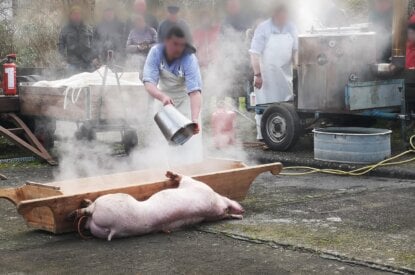 schwein wird geschlachtet