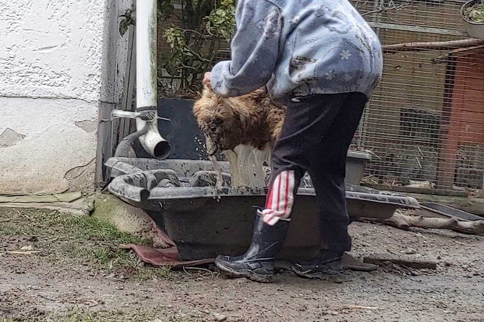 Frau taucht Hund in kaltes Wasser