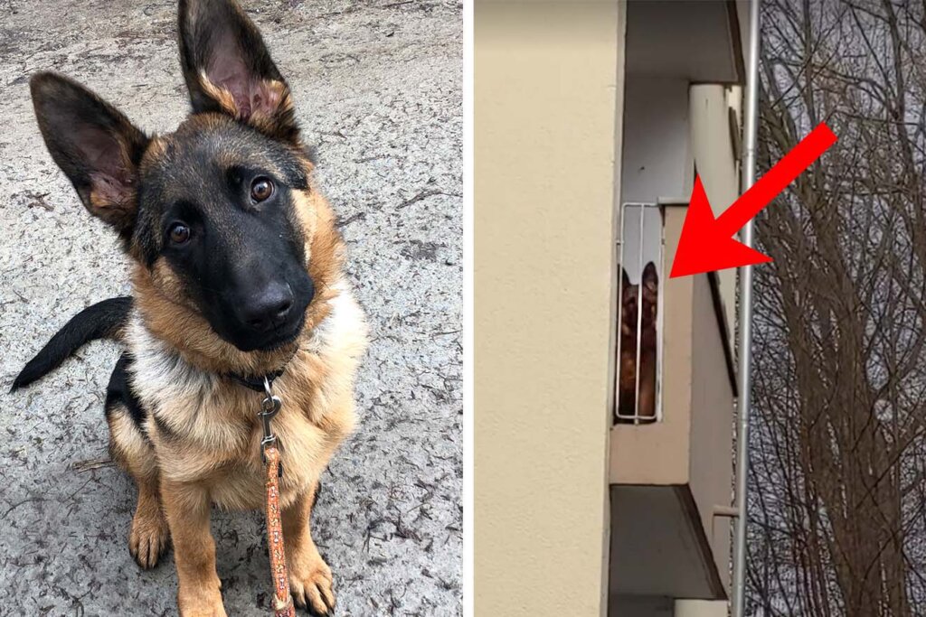 Hund Maxi auf dem Balkon