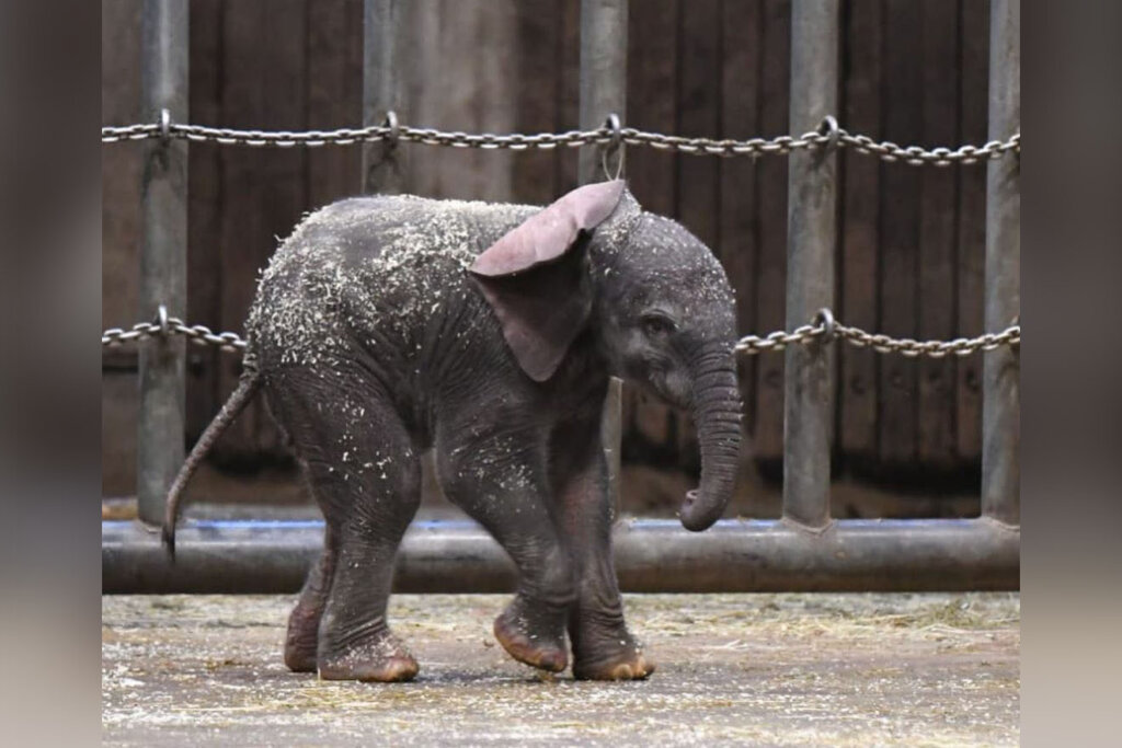Elefantenbaby im Zoo Wuppertal