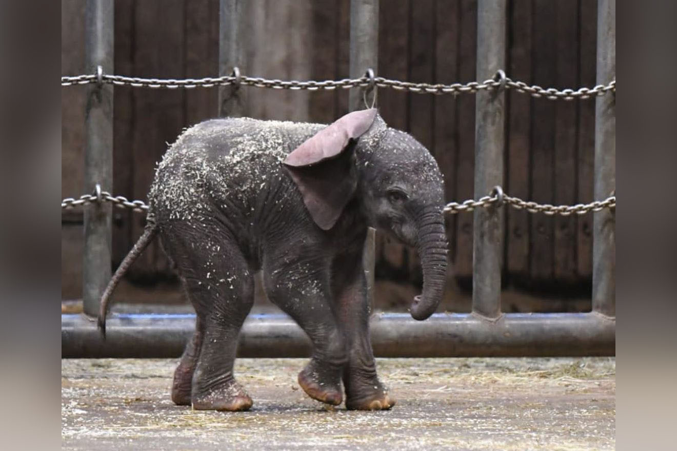 Elefantenbaby im Zoo Wuppertal geboren – wird Tsavo unterworfen?