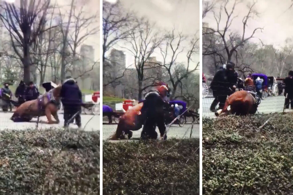Pferdekutsche im Central Park