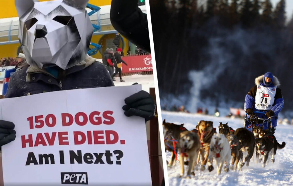 Iditarod Hundeschlittenrennen