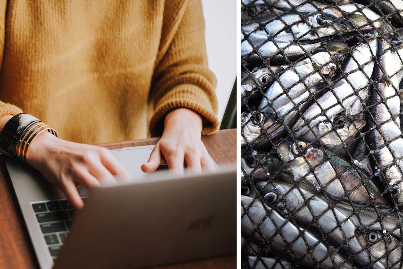 Welttag zur Abschaffung der Fischerei – wie Sie online aktiv werden können