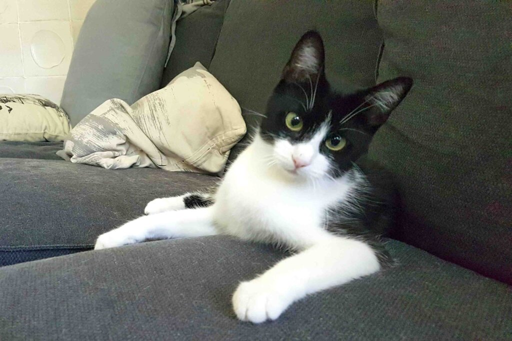 Katze Madita