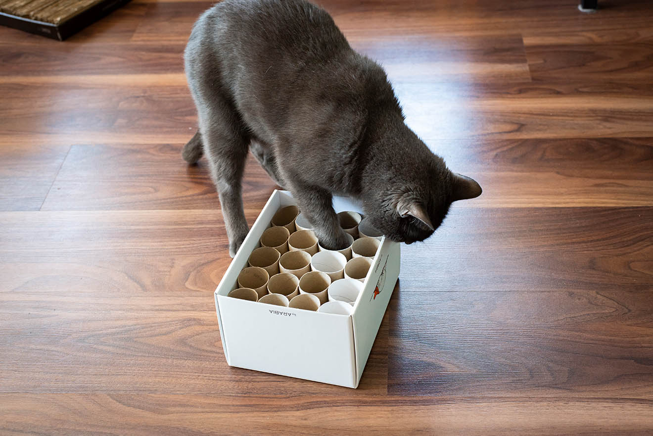 Katzenspielzeug selber machen – die 5 besten Bastelideen
