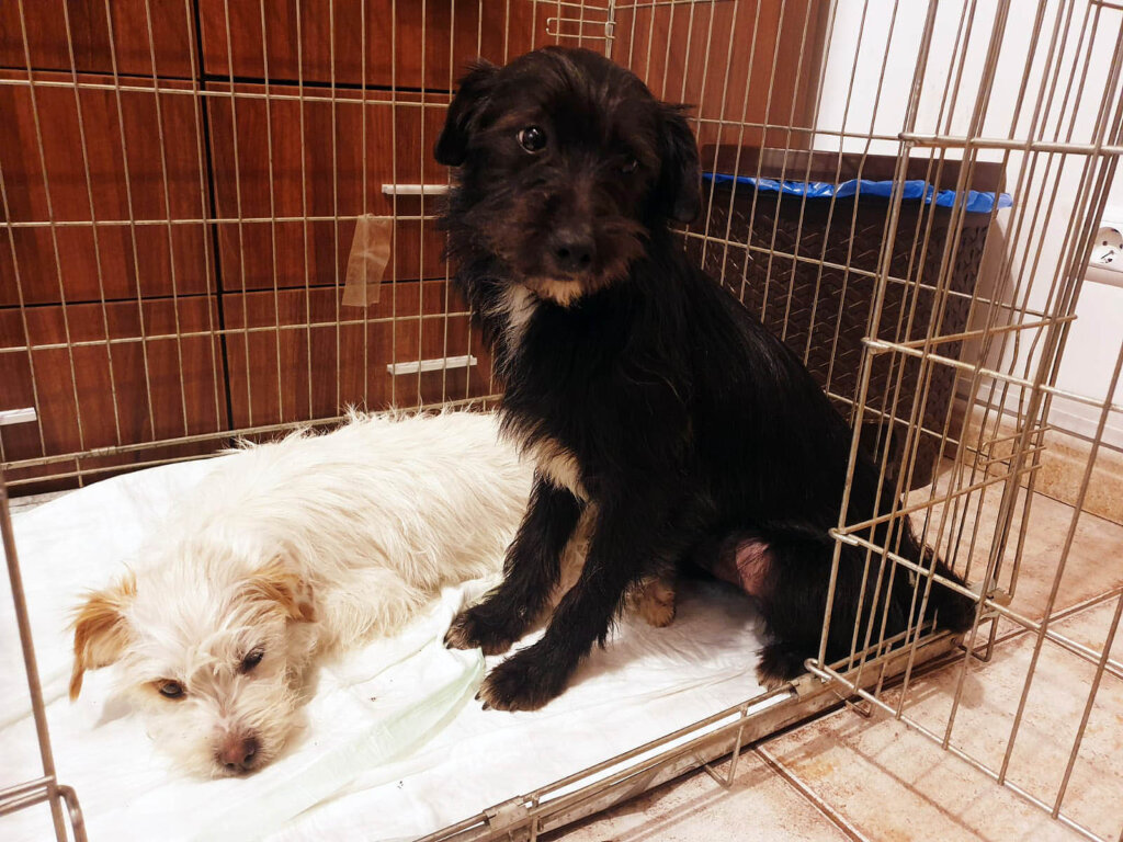 Hundewelpen