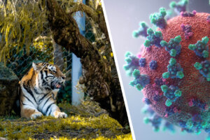 Collage Tiger und Viruszelle