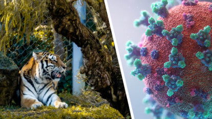 Collage Tiger und Viruszelle