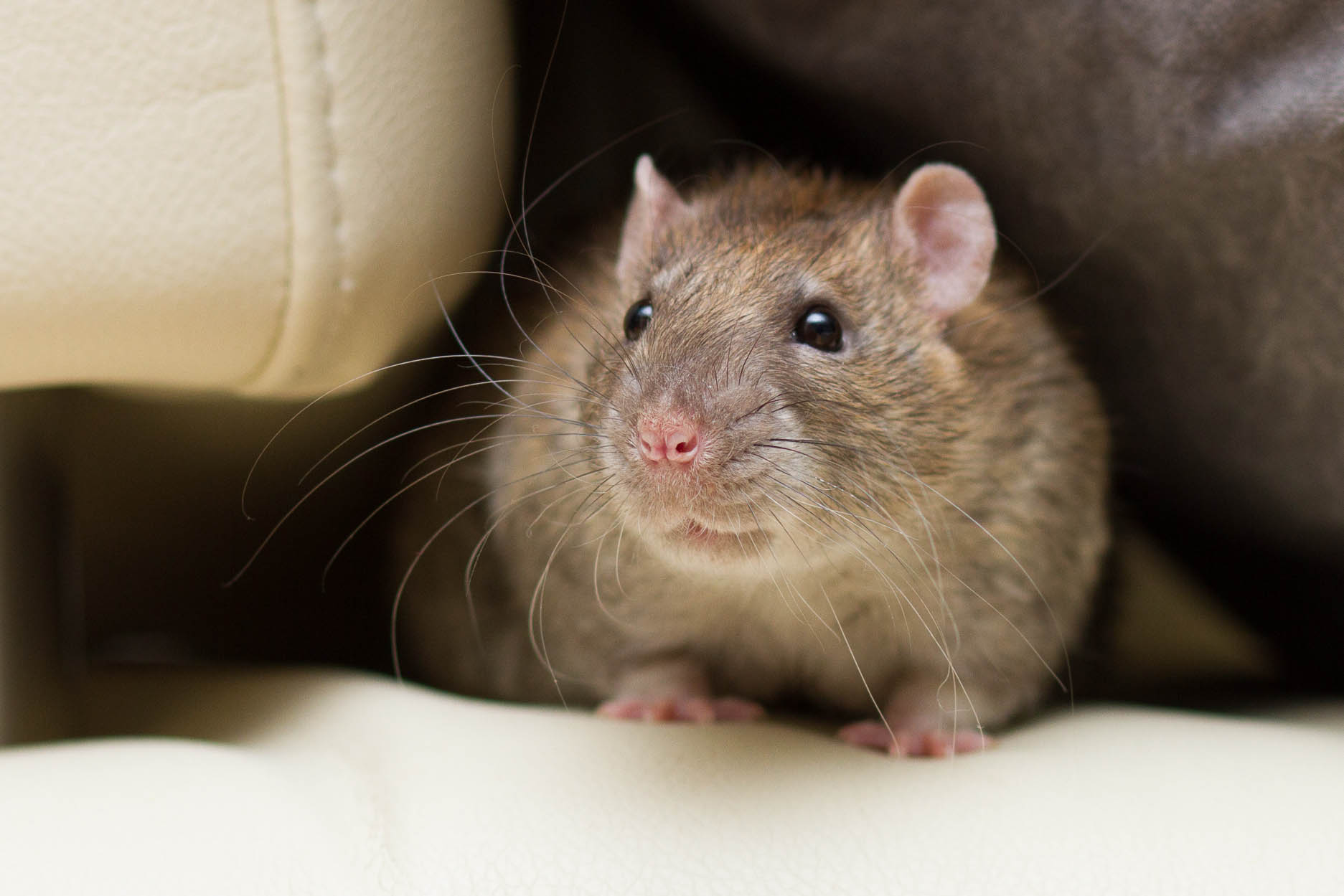 Kiwi: Diese Ratte biss oft zu – heute liebt sie es zu schmusen