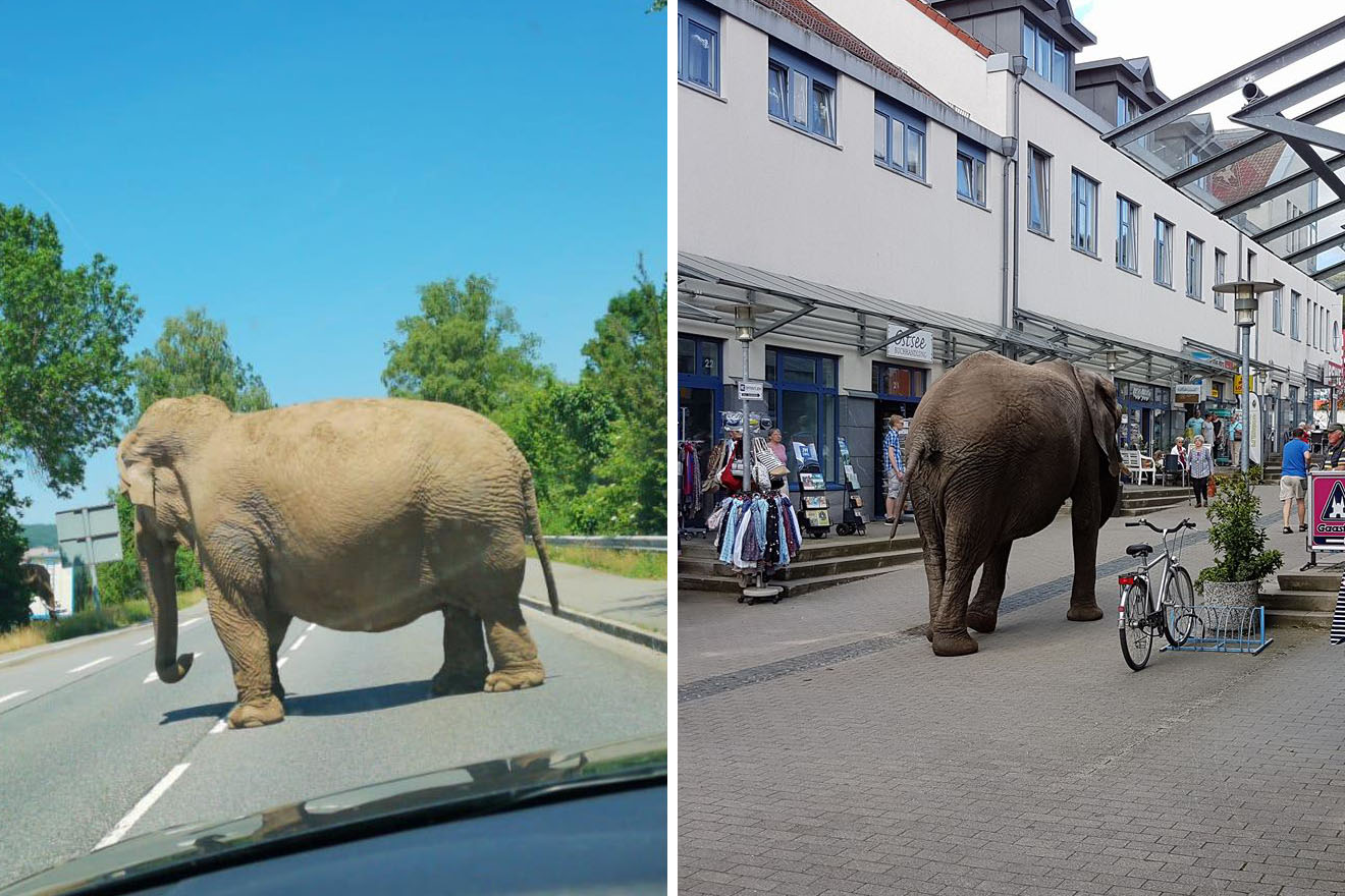 Circus Afrika Missbraucht Verhaltensgestorte Elefanten Zum Reiten