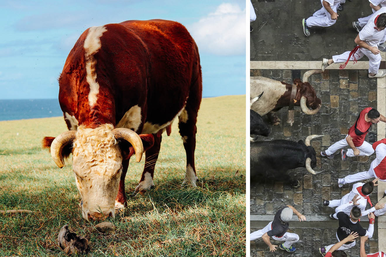 Stierhatz in Pamplona abgesagt! PETA UK bietet Geld an, damit es so bleibt