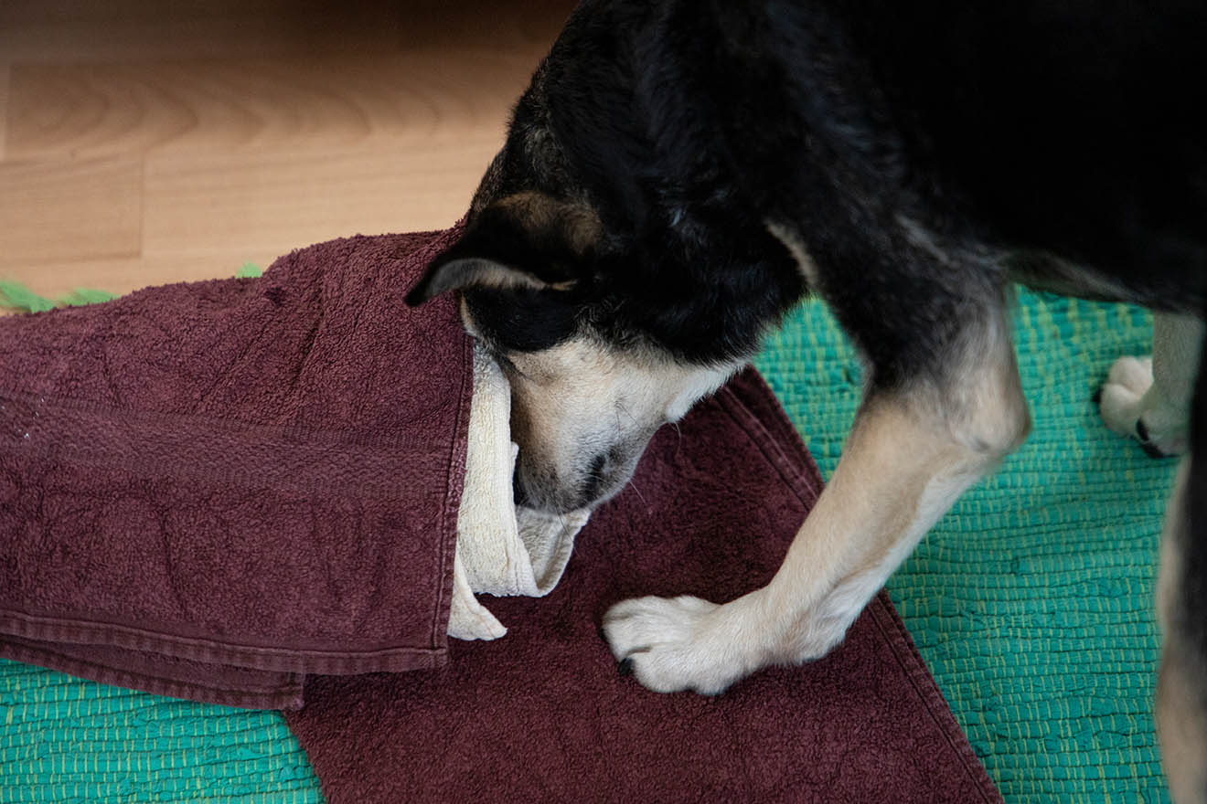 Hund schnueffelt im Handtuch