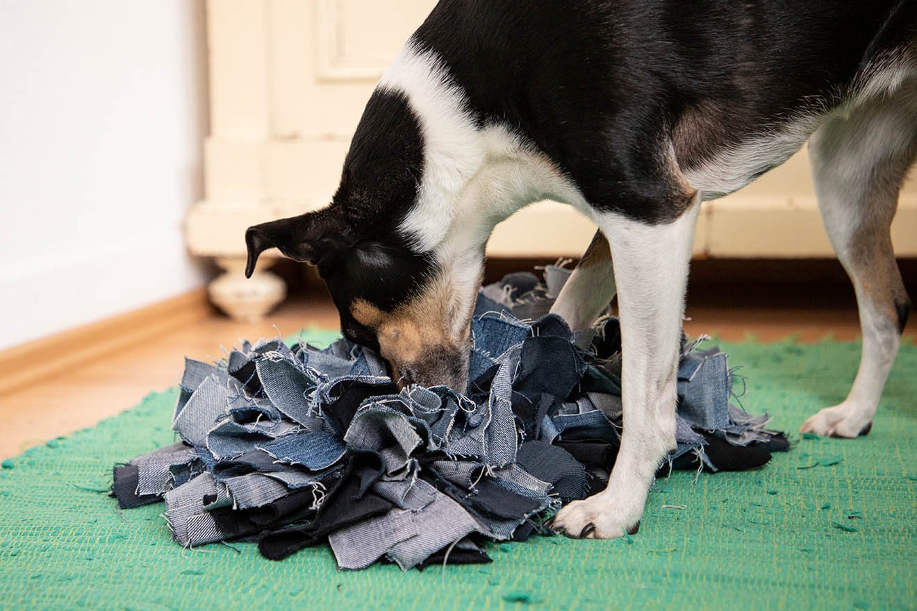 Hund riecht im Schnueffelteppich