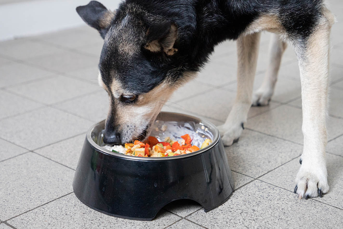 Veganes Hundefutter selber kochen: Informationen und Rezepte