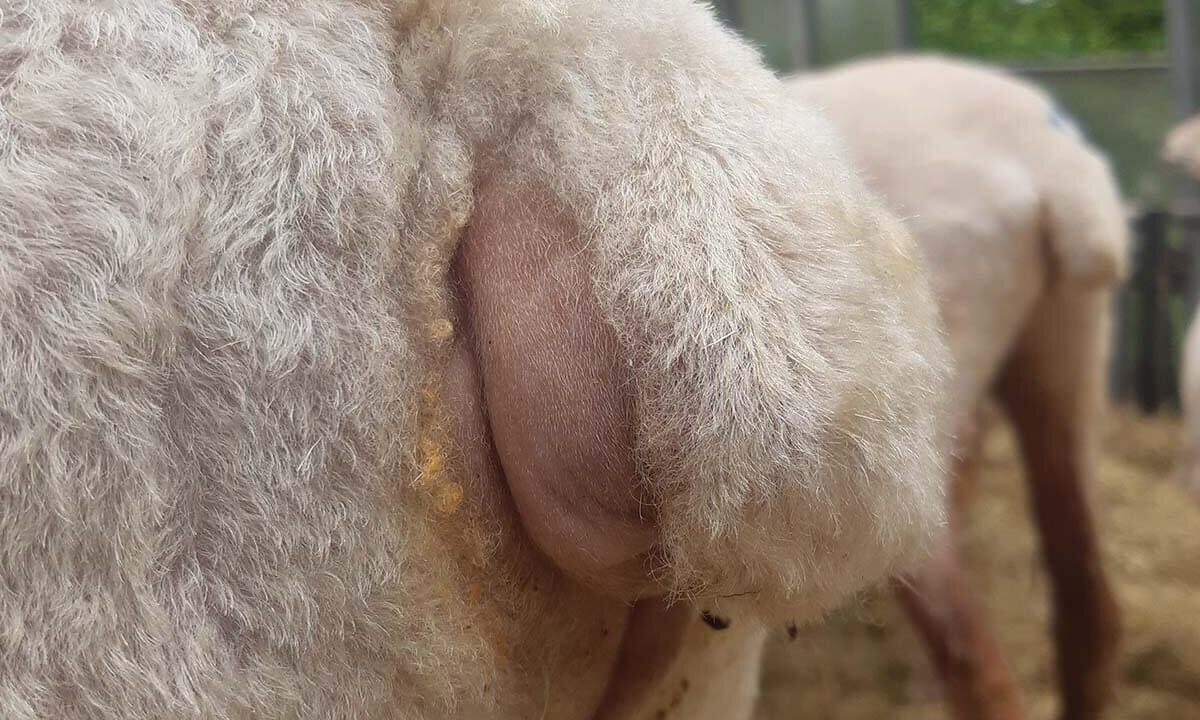 Hinterteil eines Schafes mit verstuemmeltem, abgeschnittenem Schwanz.