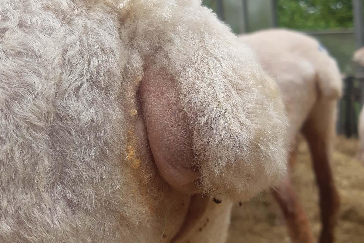 Hinterteil eines Schafes mit verstuemmeltem, abgeschnittenem Schwanz.