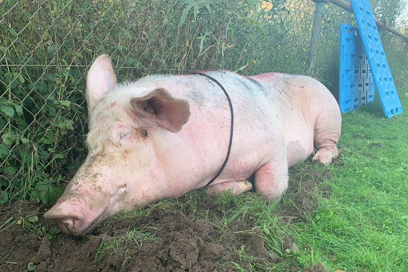 Tierquäler beschmieren Schwein und setzen es auf Sportplatz aus