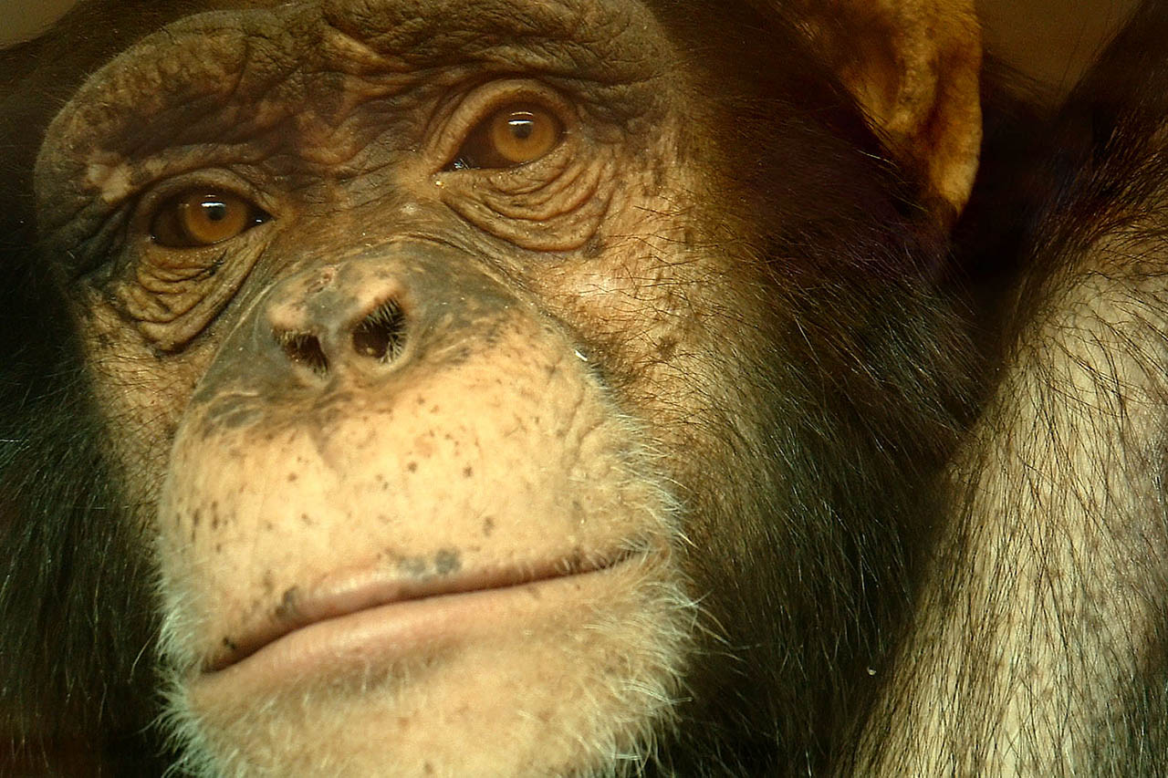 Gemobbt & blutig gebissen: So leidet Affe Bili im Zoo Wuppertal