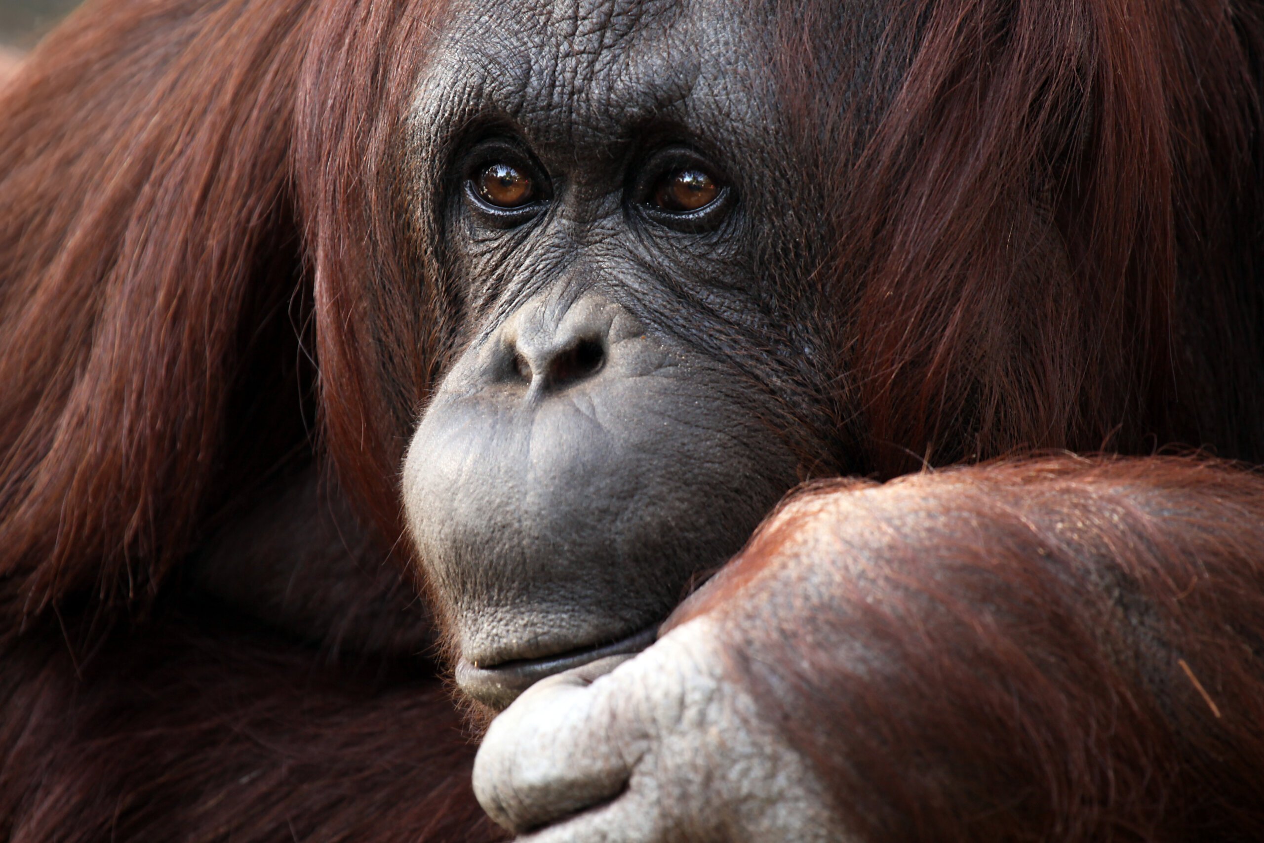 Orang-Utan-Dame Sandra nach 33 Jahren aus Zoo befreit