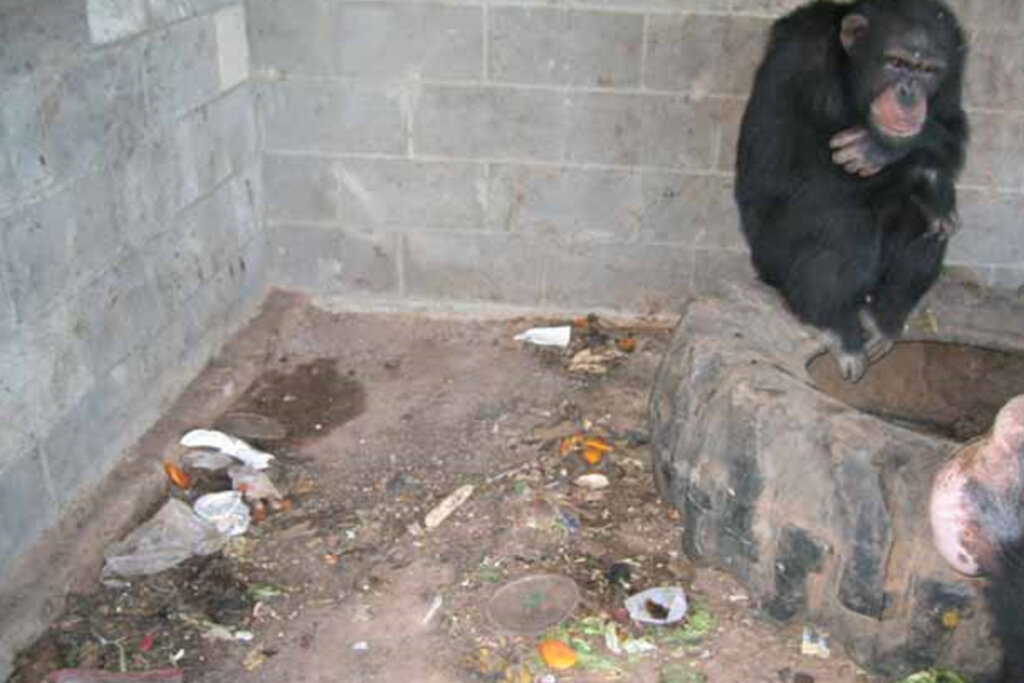 Schimpanse kauert in verdrecktem Gehege