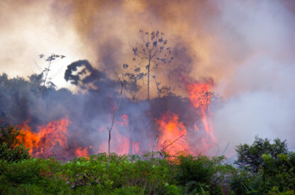 Brennender Amazonaswald