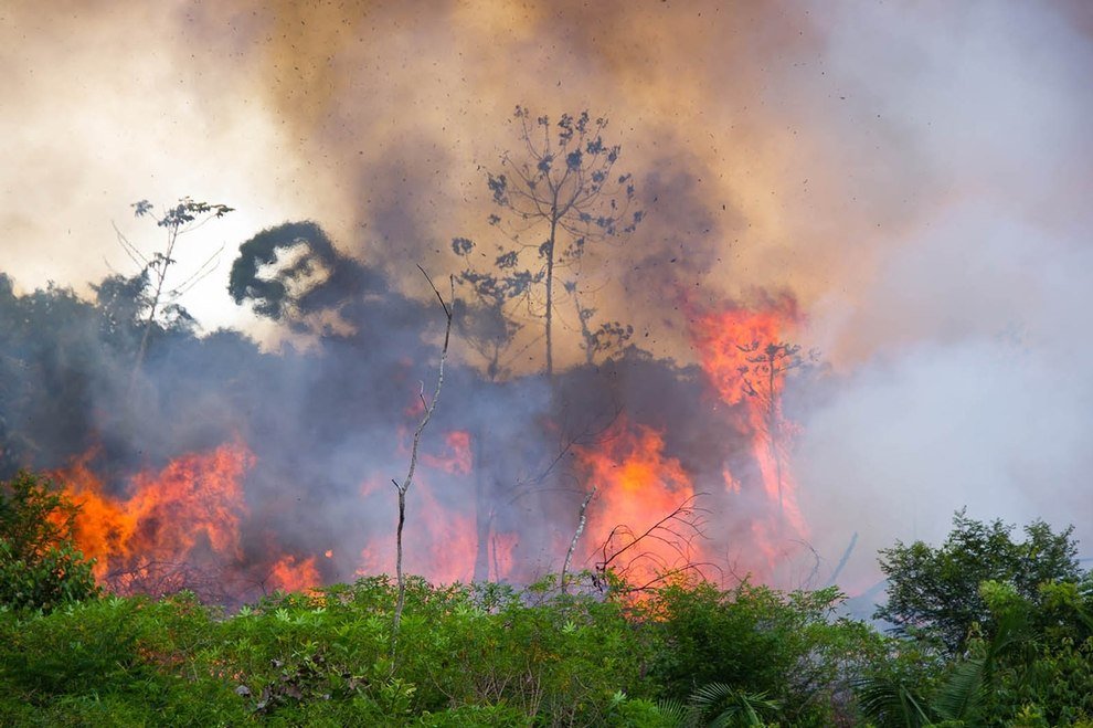 Brennender Amazonasregenwald