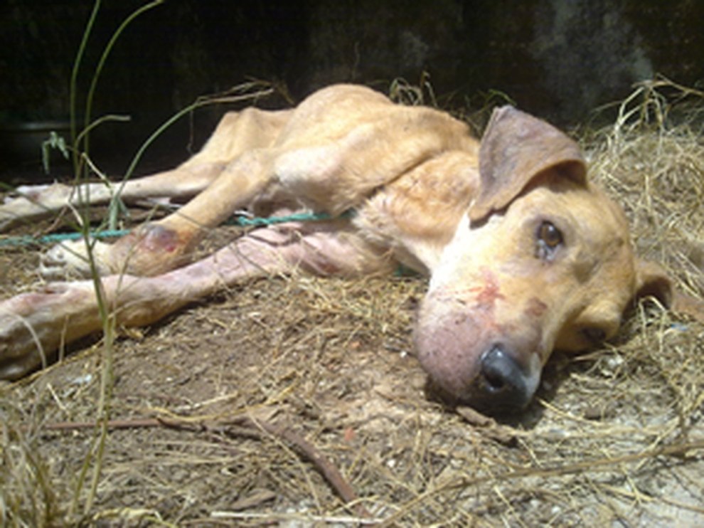 Tierschutzmissstände im Tierheim Antalya PETA Deutschland e.V.