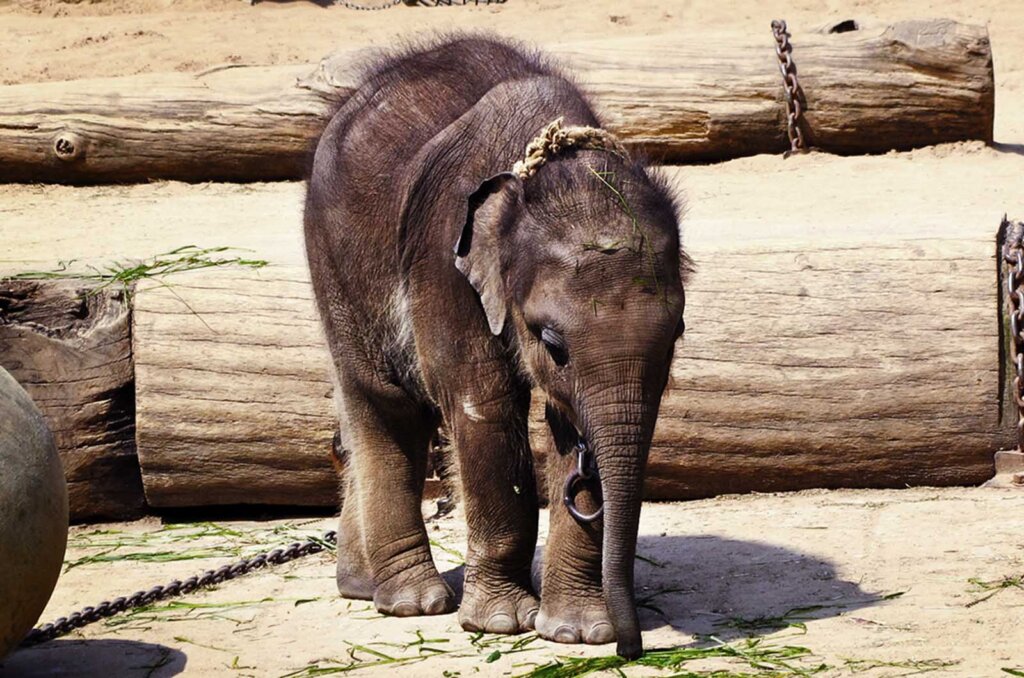 elefant