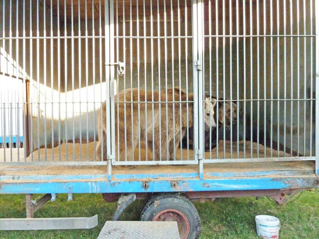 Baer im Zirkuskaefig bei Circus Luna